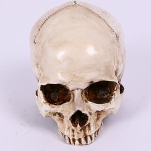 Amazon.co.jp: GOOHOCHY 1個 頭蓋骨 ハロウィンスカルヘッド