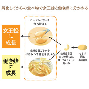 山田養蜂場 - ♡ りいこ　♡ ヤマダ養蜂場ローヤルゼリー2袋 楽天市場】【山田養蜂場】純国産 ローヤルゼリー原乳 30g入