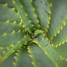 aloe, anti-aging, natural, organic, skincare, skin, care