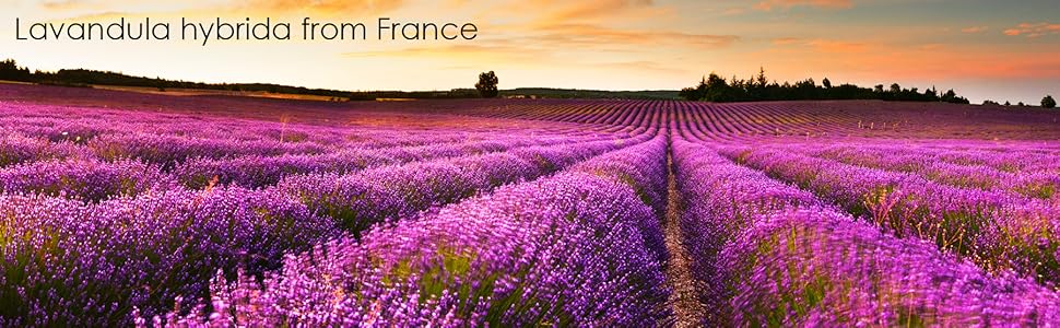 majestic pure lavender oil France Bulgaria pure natural therapeutic grade top best aromatherapy