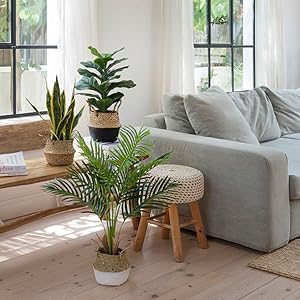 MANY PLANTS FOR HOME AND OFFICE