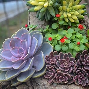 succulent gardening set