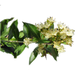 Henna and tinospora for scalp protection