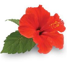 hibiscus flower conditioner natural hair care herbal powder soft shiny hair