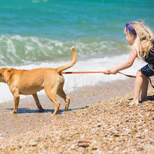 dog head collar