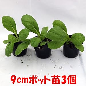 Amazon Co Jp 美味しい 冬どり白菜 の苗 黄芯系中晩生品種 野菜苗9cmポット 3個セット 結球葉枚数がとても多く 鍋ものや漬物に好相性な食味の黄芯系白菜 定植後50日位で収穫期に達する黄芯系の中晩生大型品種です 球は収穫適期で一球3 0 程度に良く揃います