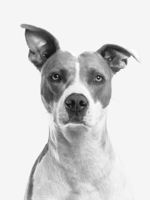 himalaya adult dog food