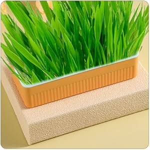 Hydroponic Cat Grass Planter Kit