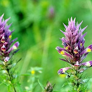 Gluten Free, Made in the USA, Vegan, Vegetarian, Animal Cruelty Free, Artificial Free, Chemical Free