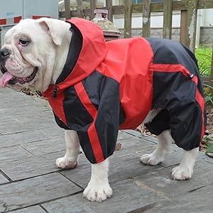 bull dog size raincoat