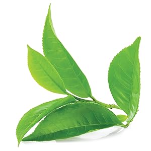 GREEN TEA EXTRACT