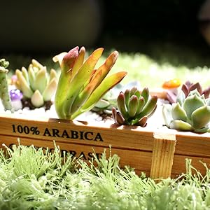 succulent organizer