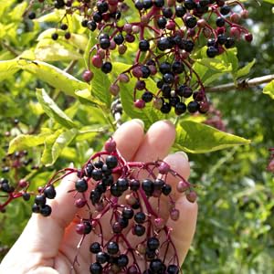 Elderberry