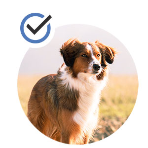 PetHonesty Salmon Oil