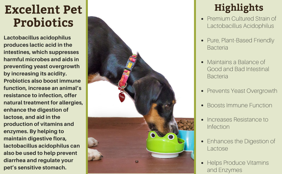 Amazon Com Wholistic Pet Organics Acidophilus Probiotic Dog Probiotics Lactobacillus Acidophilus Dog Probiotic Powder For Allergy Relief Bad Breath Diarrhea Gas Constipation Yeast 4 Oz Pet Digestive Remedies Pet Supplies