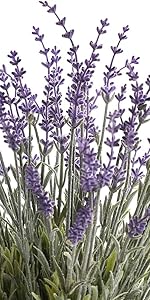 Lavender flower