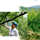 Kishu Nanko Plum, Green Plum