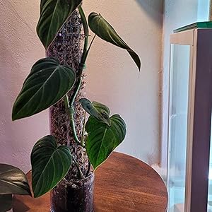 モスポール鉢5.5号3個 黒20cmモスポール水苔入り9本 半月型ポール10本 鉢モスポール 3セット 5.5号鉢(3個) 20cmモスポール(9本) 黒 鉢