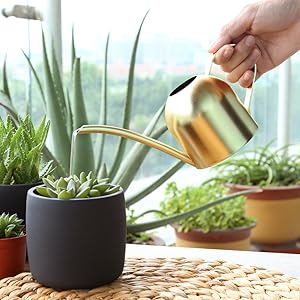 Gold Watering Can for succulent plants