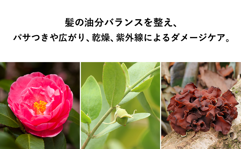成分画像