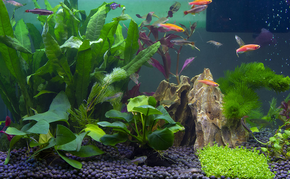 2.5lb Natural Dragon Stones, Aquarium Rocks Decoration Aquascaping Stone Landscaping Model