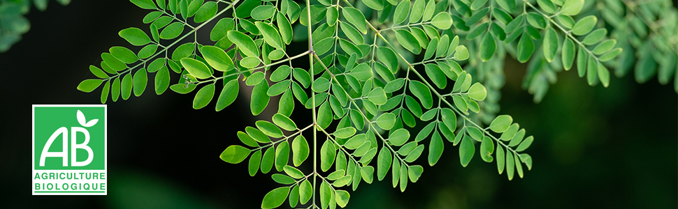 moringa feuilles feuilles de moringa the de moringa moringa bio feuille moringa feuille