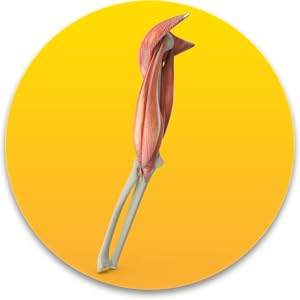 BOONS - Calcium gummy for strong muscles