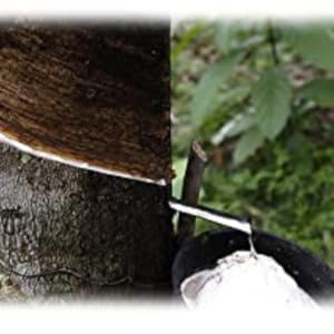 Hevea Tree From Which The Luxury Pacifier Is Produced