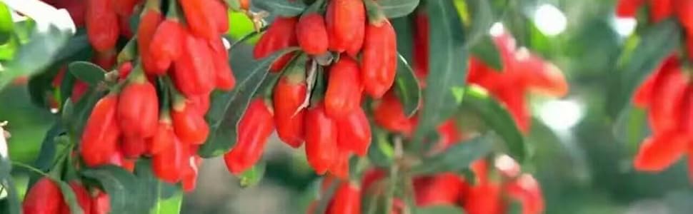 xlseafood goji berries