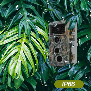 ip66