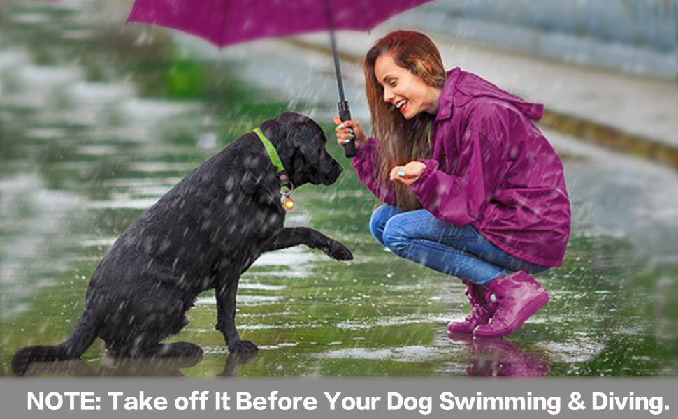 dog lights for harness