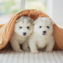 cruelty free vegan green good planet earth environment animals love Yaya Maria's