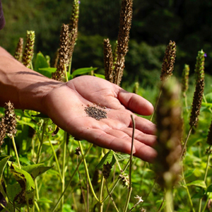ORGANIC RAW CHIA SEEDS SUSTAINABLE SMALL FARM DIRECT TRADE ORGANIC KOSHER NON-GMO HEART HEALTHY