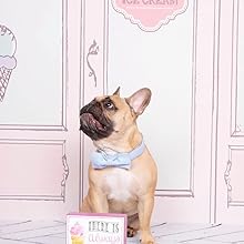 Unique style paws Dog Collar with Detachable Bow tie, Adjustable Dog Collars with Bow for Small Medium Large Dogs or Cats XXS-XL 13