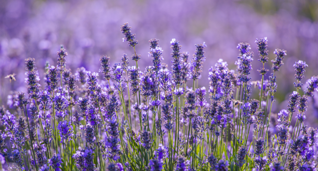 Kneipp Lavender