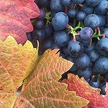 Wroxeter Roman Vineyard Tour and Tasting with Lunch for Two Shrewsbury Shropshire