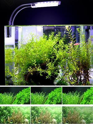 LED Aquarium