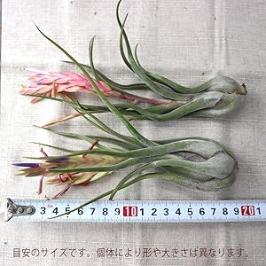 Amazon エアープランツ チランジア カプトメドゥーサ Lサイズ 幅約cm 高さ約10cm Lサイズ 1個 T Caput Medusae 品種で選べるエアプランツ 初心者にも育てやすく リビングやオフィスのインテリアに 造花ではありません 生きているエアープランツです 商品の Amazon エアープランツ チランジア カプトメドゥーサ Lサイズ 幅約cm 高さ約10cm Lサイズ 1個 T Caput Medusae 品種で選べるエアプランツ 初心者にも育てやすく リビングやオフィスのインテリアに 造花ではありません 生きているエアープランツです 商品の
