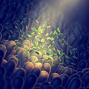 Solbiotic prebiotique probiotiques symbiotique lactobacillus acidophilus rhamnosus constipation