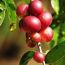 Camu Camu fruit