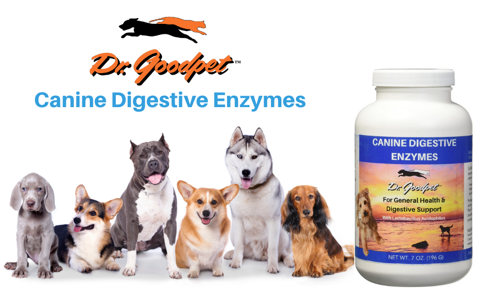 Dr. Goodpet Canine Formula Digestive Enzymes 7 oz Amazon.ca Pet