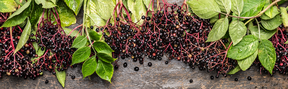 elderberry sambucus