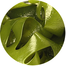 Solaray Kelp 550 mg with Folic Acid for Healthy Thyroid Function Energy Metabolism Support Non-GMO