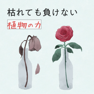 シガイア　水分クリーム　新品未開封　２個 プリメーラ ニア シカ スージング グロー クリーム 30ml