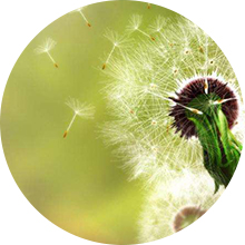 Traps Pollen & Allergens