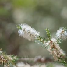 Tea Tree