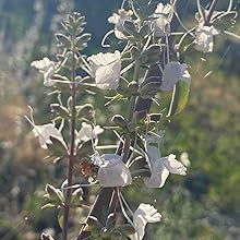 white sage perennial shrub sage-plant sage-seeds organic open pollenated non gmo 