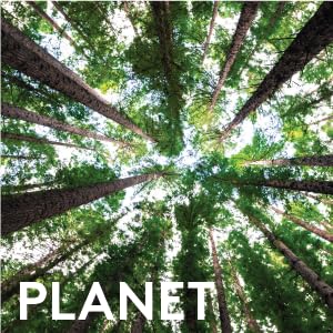 Looking up at the Native New Zealand redwoods