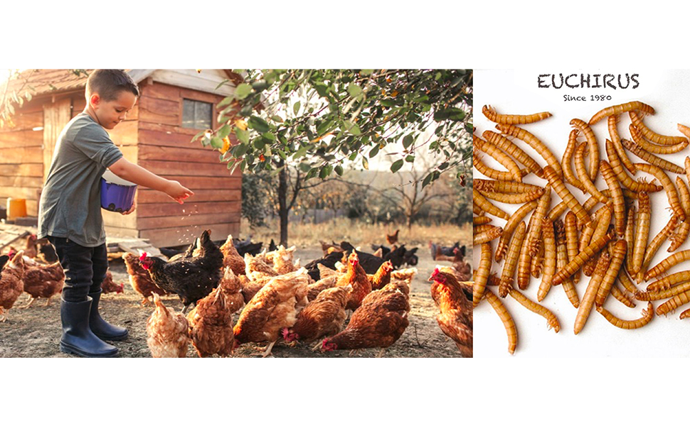 Euchirus 22LB NonGMO Dried Mealworms for Wild Bird Chicken