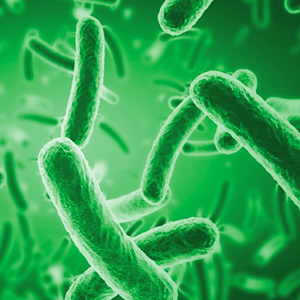 dog and cat ear cleaner